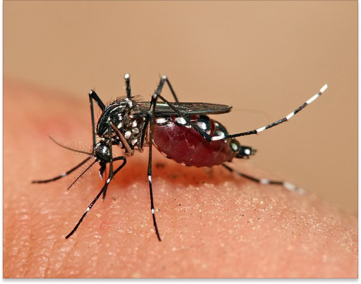 Aedes Mosquitoes