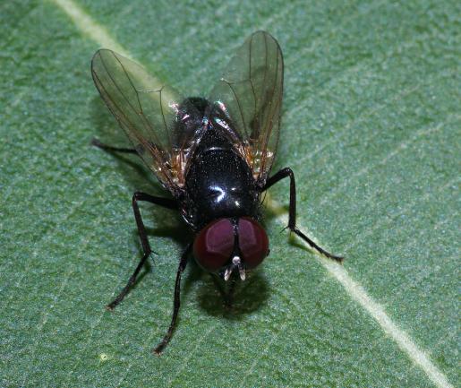 Black Garbage Fly
